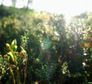 Billig biluthyrning Härjedalen Sveg flygplats