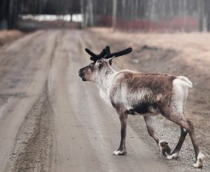 Biluthyrning & hyrbil i Lycksele