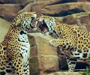 Biluthyrning & hyrbil i Eskilstuna