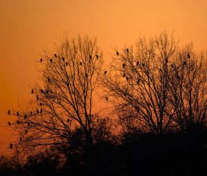 Biluthyrning & hyrbil i Treviso