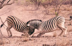 Hyrbil & biluthyrning Windhoek Airport