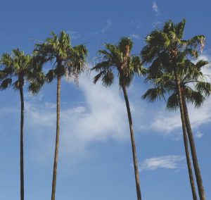 Hyrbil & biluthyrning Orlando Internationella flygplats