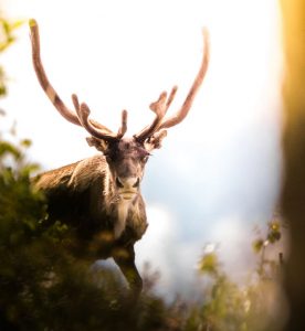 Biluthyrning & hyrbil i Gällivare