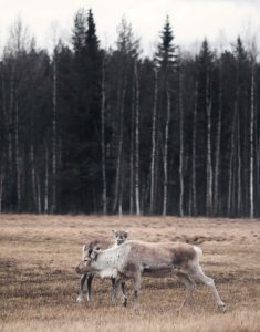 Hyrbil & biluthyrning Lycksele flygplats